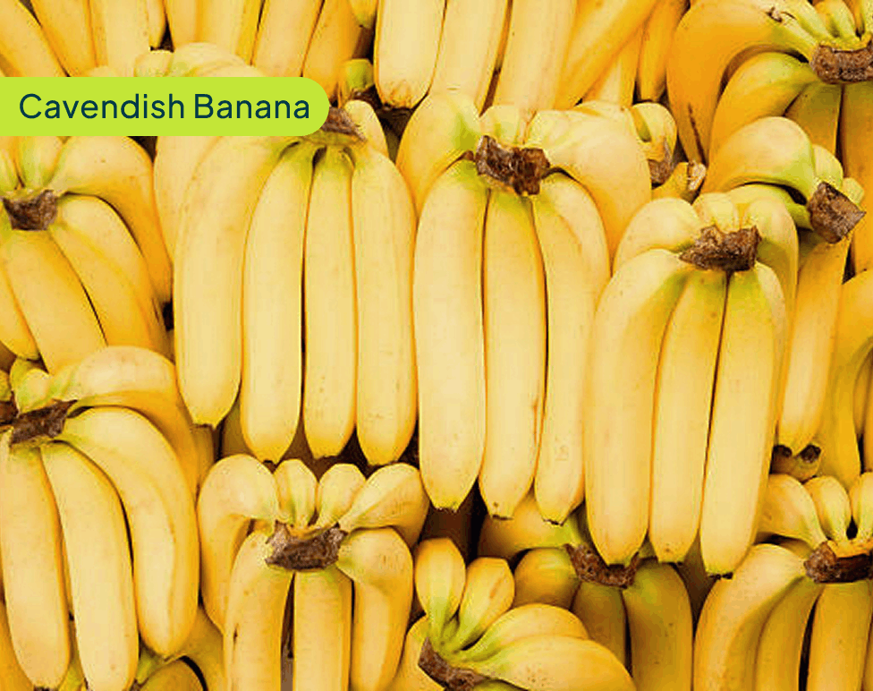 Cavendish Banana
