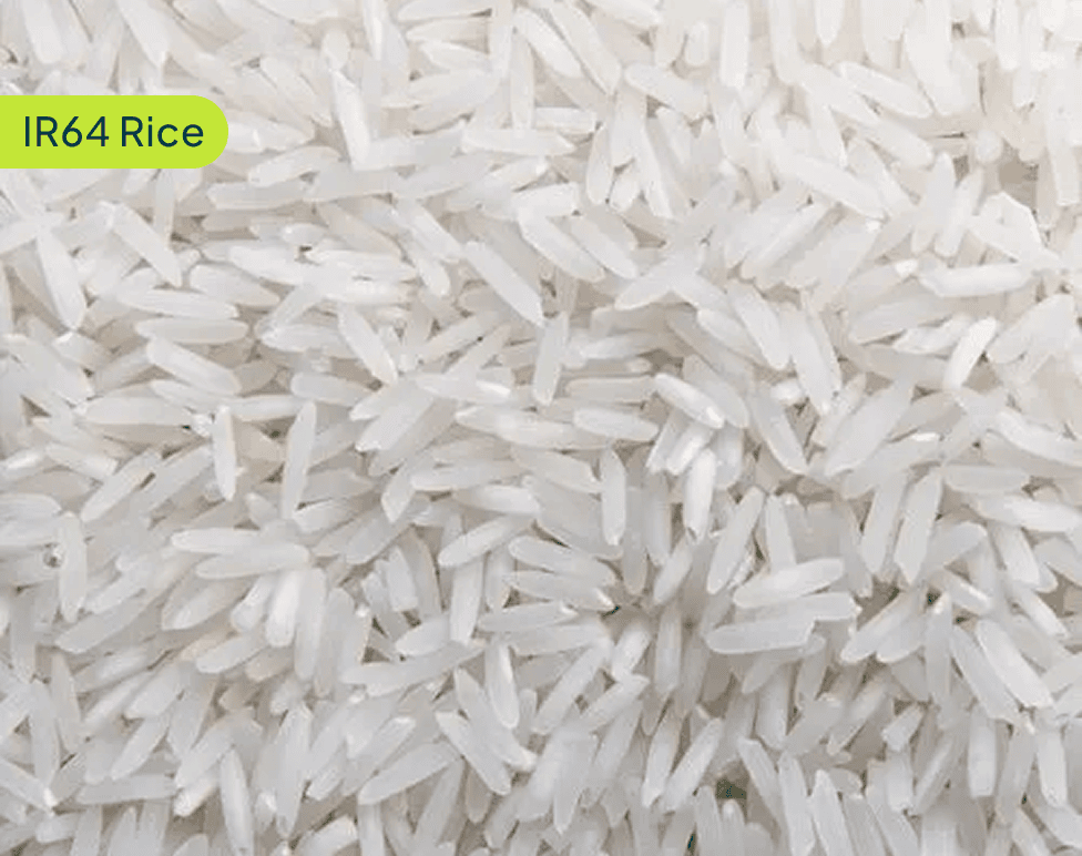 IR64 Rice