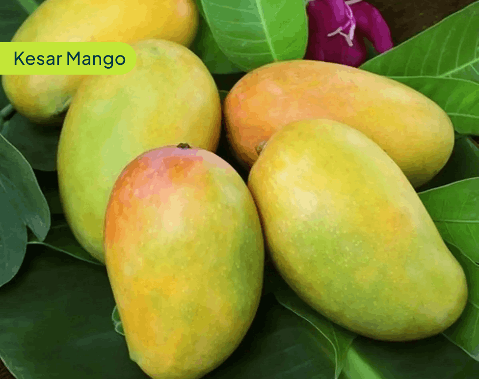 Kesar Mango