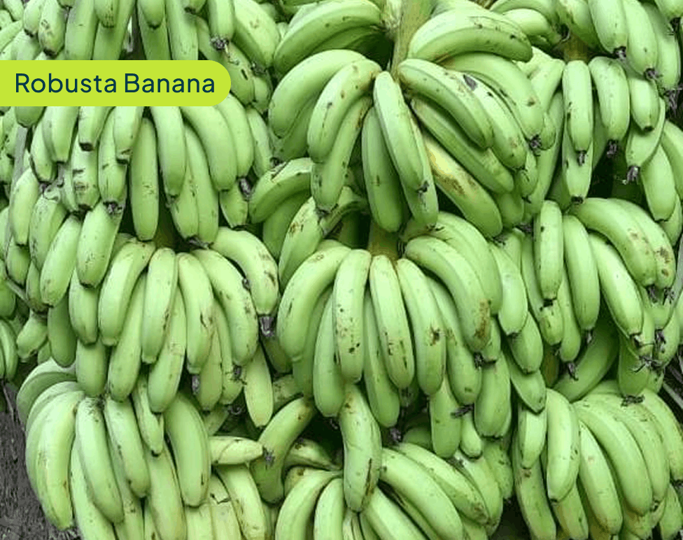 Robusta Banana