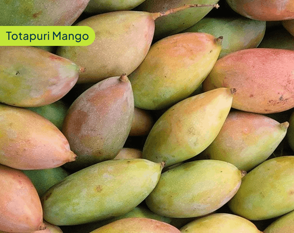 Totapuri Mango