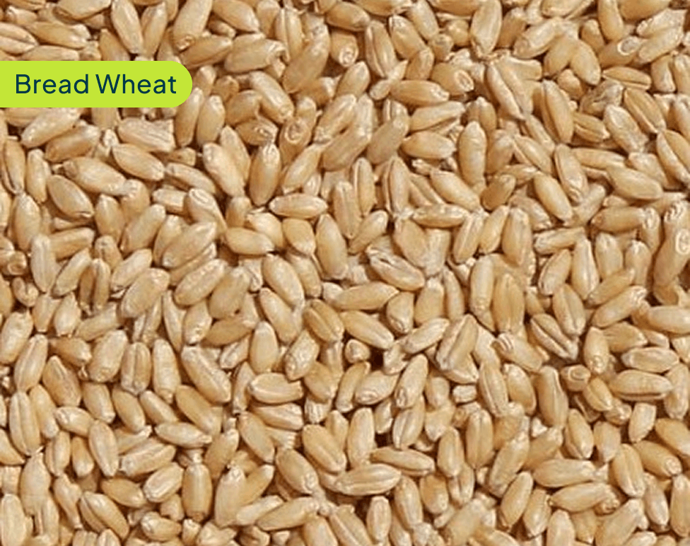 bread-wheat