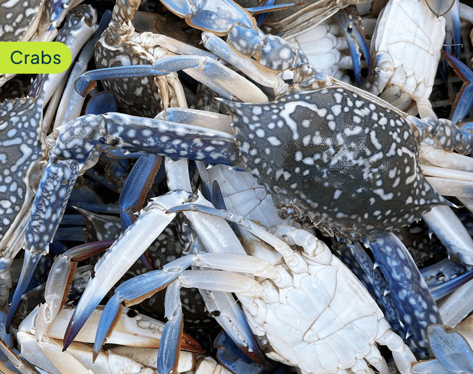 crabs