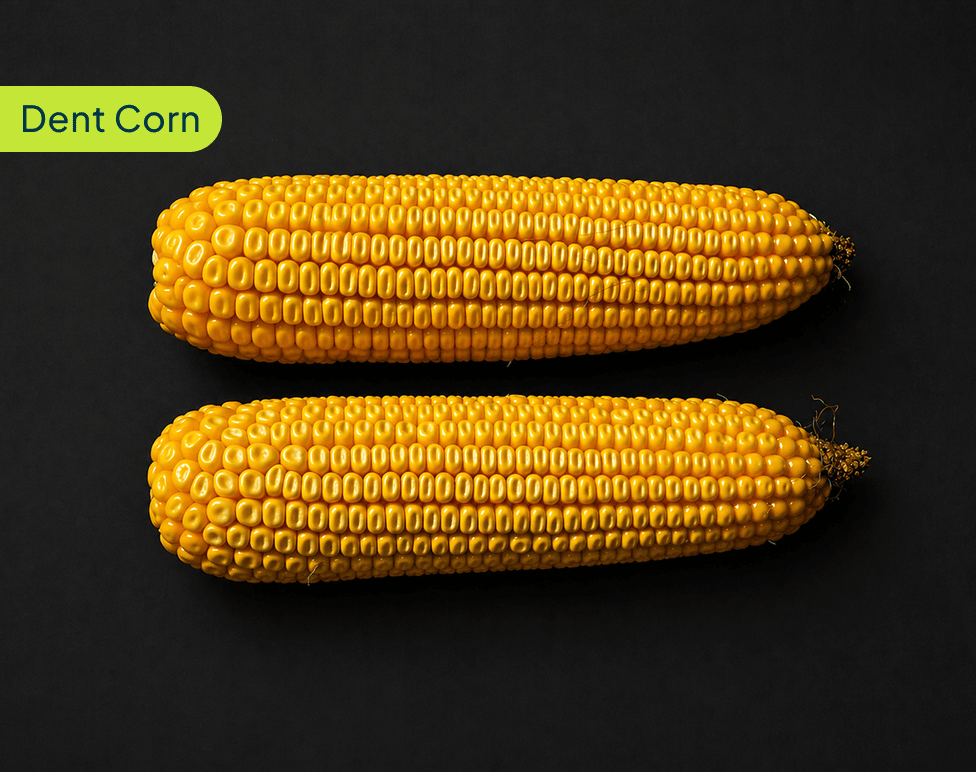 dent-corn