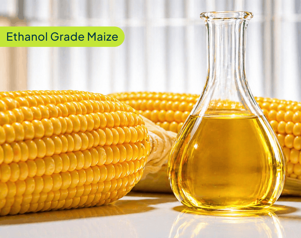 ethanol-maize