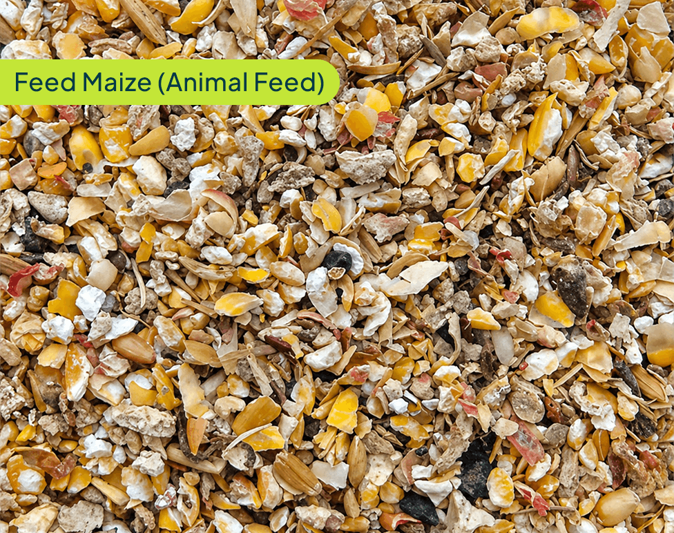 feed-maize-a-1