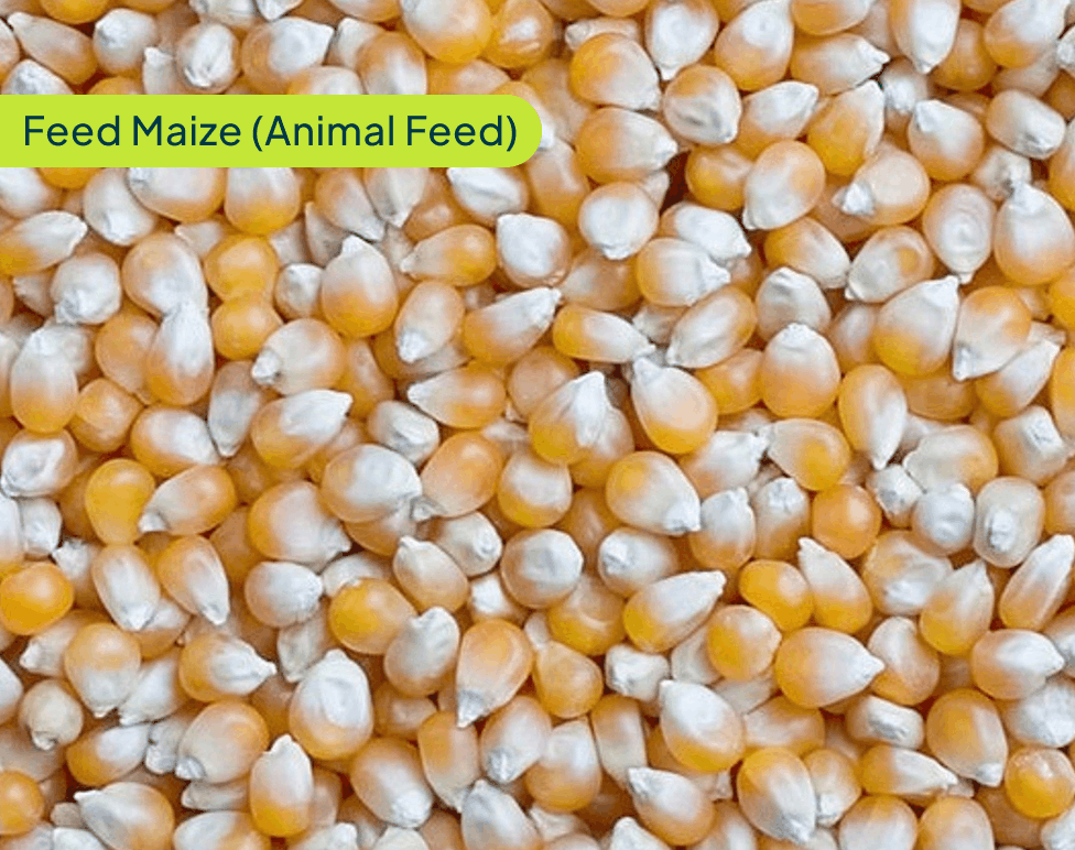 feed-maize-a-2