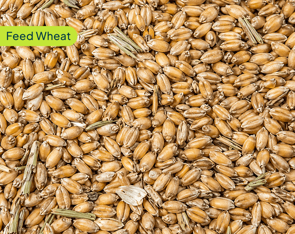 feed-wheat