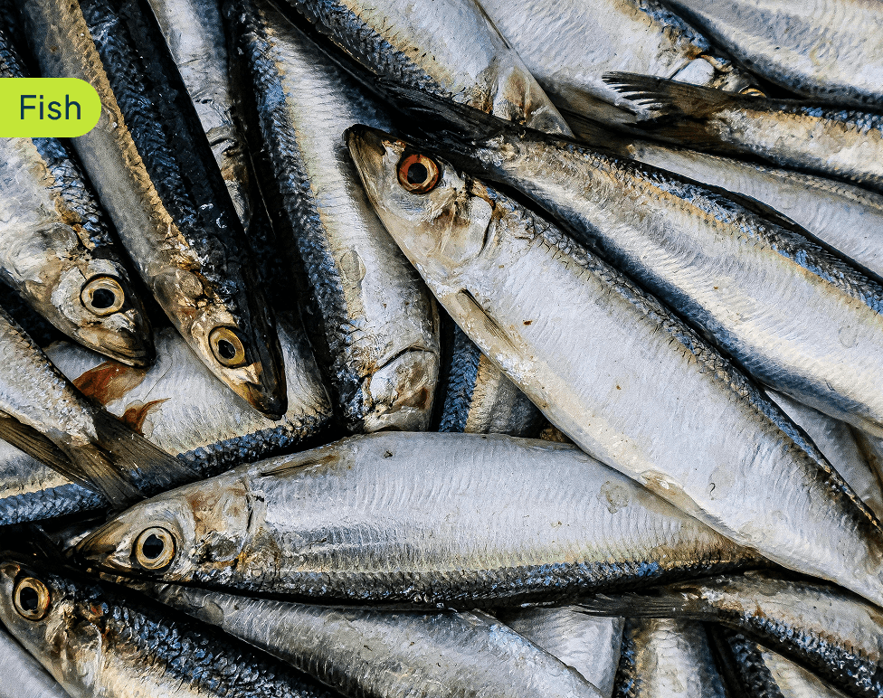 fish