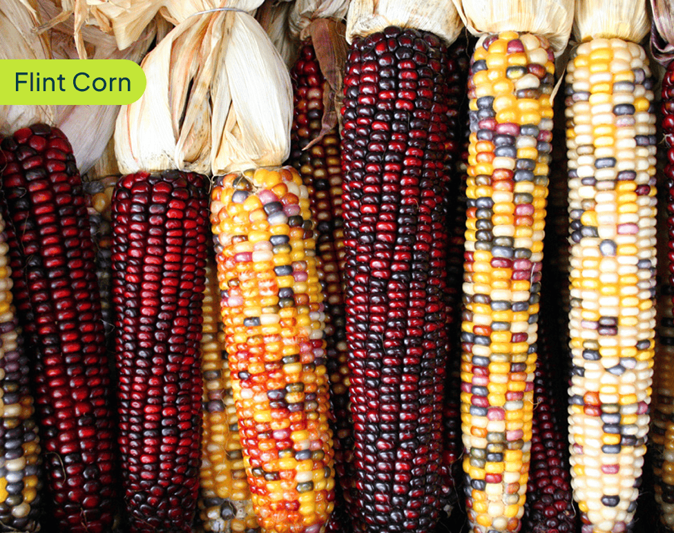 flint-corn