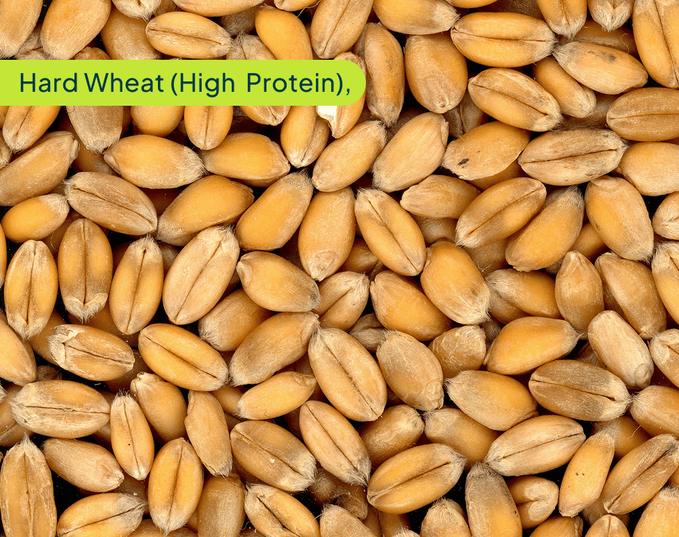 hard-wheat