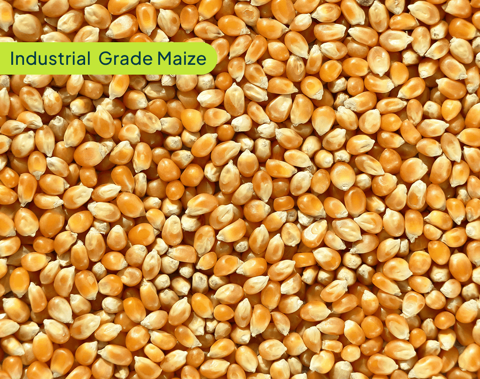 industrial-grade-maize