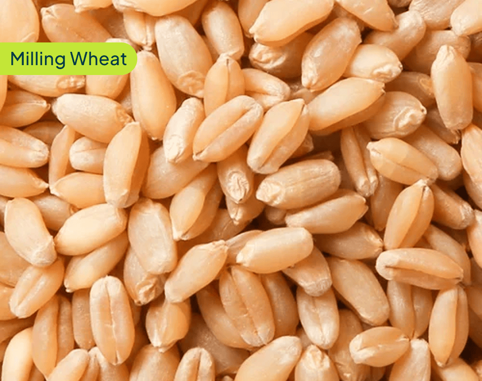 milling-wheat