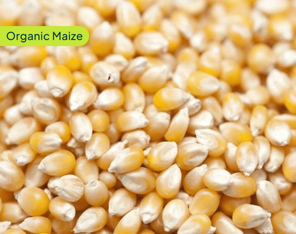 organice-maize