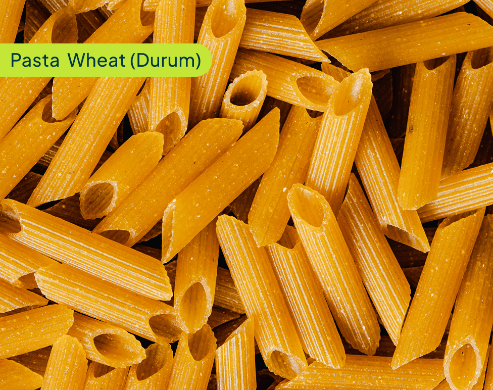 pasta-wheat