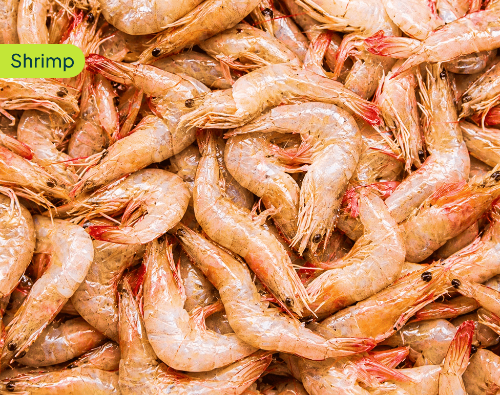 shrimp