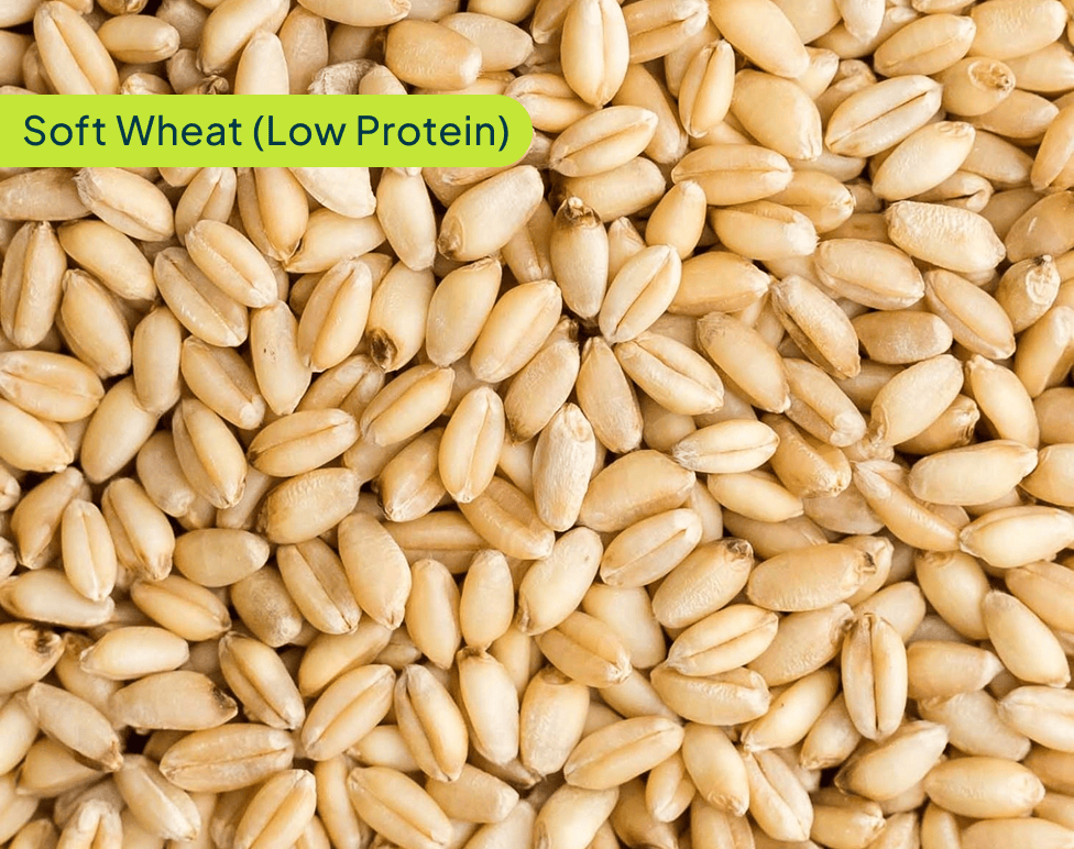 soft-wheat