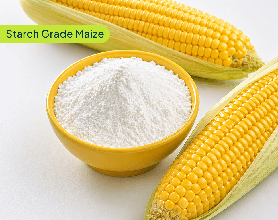 starch-maize