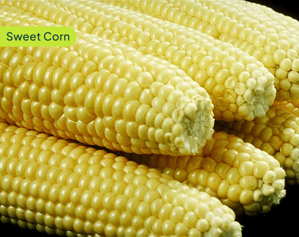 sweet-corn