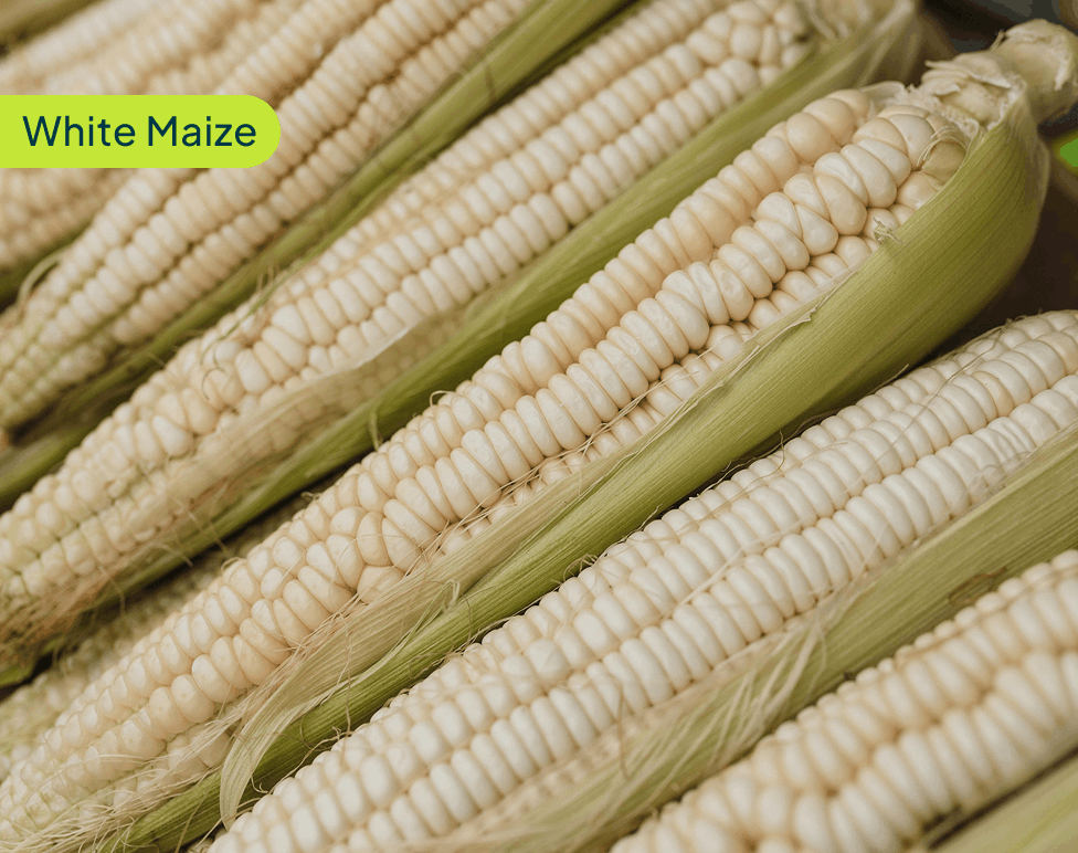 white-maize