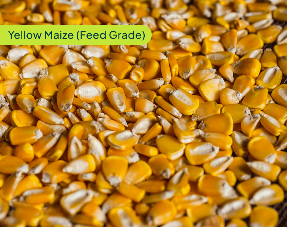 yellow-maize